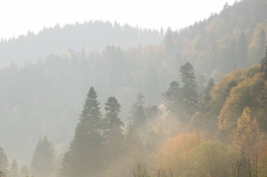 güneşin ilk ışınları. Dawn dağlarda. Sonbahar, sarı manzara ağaçlar. Yapraksızlaşma.