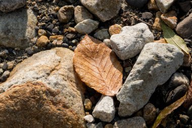 Sararmış yaprağı. sonbahar bırakın. Yapraksızlaşma. ağacının yaprak taşlar üzerinde çiğ damlaları ile yatıyor..