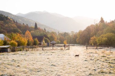 Şafakta küçük kedi ıslak çimenlerin üzerinde yuvarlak çalışır. Autumn, yaprak sonbaharda, dağ kamp.