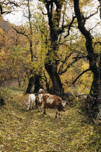 Маленький Стадо Корів Горах Осіння Дорога Жовтим Листям Осінь Листя — стокове фото