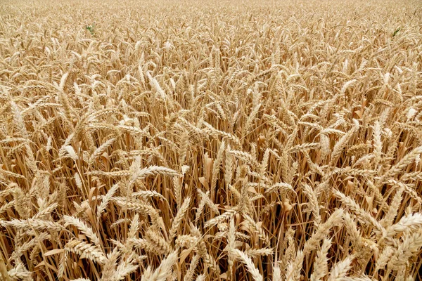 Ears Wheat Field Harvesting Farm August Stock Image