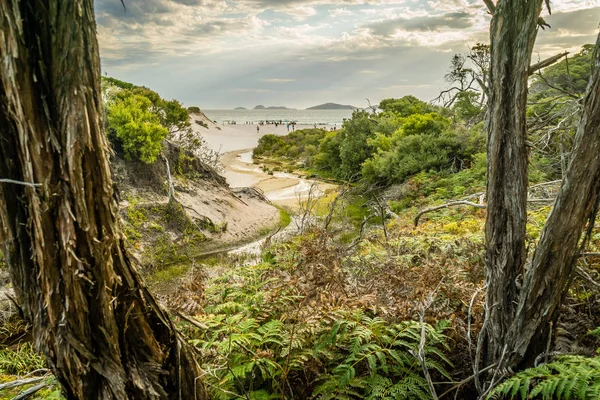 Plage Grinçante Vue Forêt Wilsons Prom — Photo