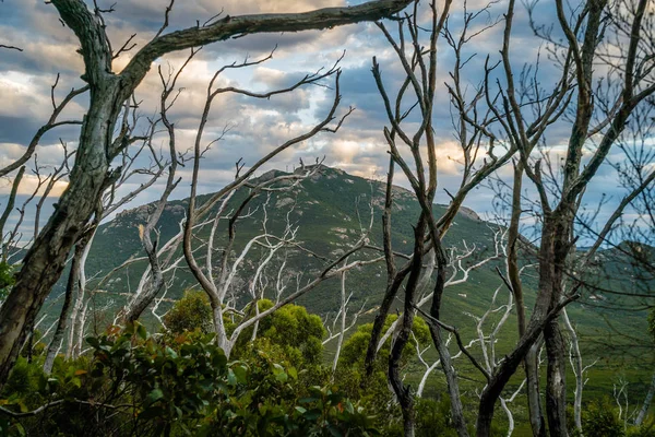 Miután Bushfire Ausztráliában Erdő Kiszáradt Fák — Stock Fotó