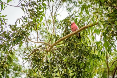 Galah cocktatoo olarak da bilinen gül göğüslü kakadu, roseate Kakadu ya da pembe ve gri