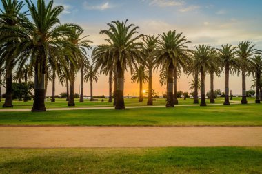 Gün batımında St Kilda plaj ön planda palmiye ağaçları ile