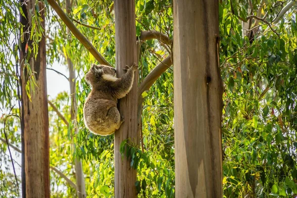 Koala Hugging Tree Forest Victoria Australia — Stock Photo, Image