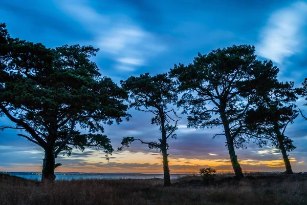 Australske Træer Med Solnedgang Baggrunden Victoria - Stock-foto