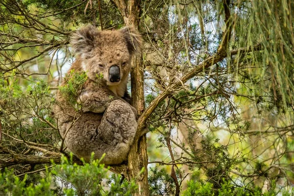 Australian Koala Resting Tree Afternoon Summer — Stock Photo, Image