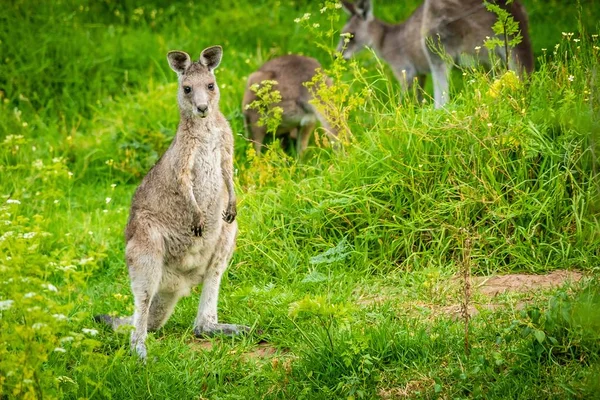 Genç Şirin Bebek Kanguru Fotoğrafçı Arıyorum — Stok fotoğraf