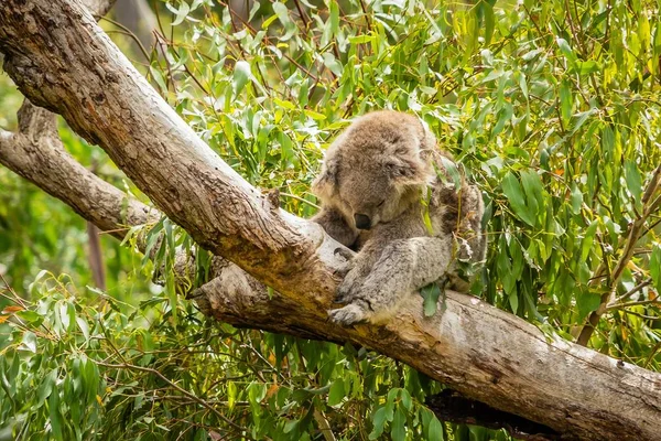 Slumped Koala Sleeping Branch Australia — Stock Photo, Image