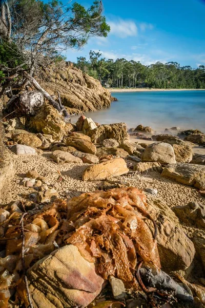Algas Playa Con Mar Bosque Fondo — Foto de Stock