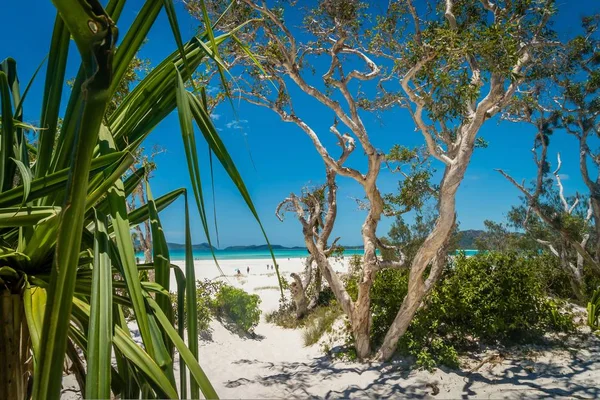 Whitehaven Nebe Paradise Beach Austrálii Létě — Stock fotografie