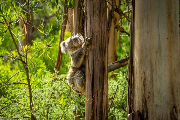 Koala Phascolarctos Cinereus Climbing Tree Australia — Stock Photo, Image