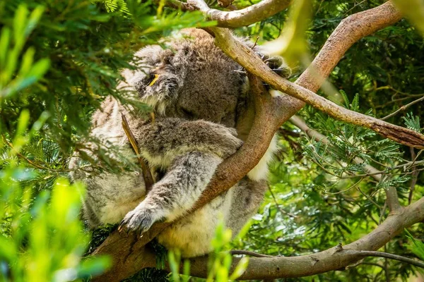 Close Koala Having Nap Tree — Stock Photo, Image