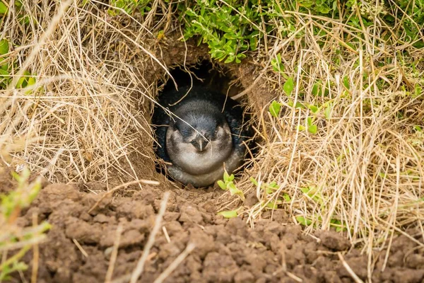 Penguen gizleme ve Dünya'nın Nobbies merkezinde aşağıda yuva dinlenme