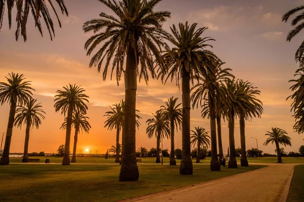 Sunset over palm trees at Saint Kilda in Melbourne in the summer