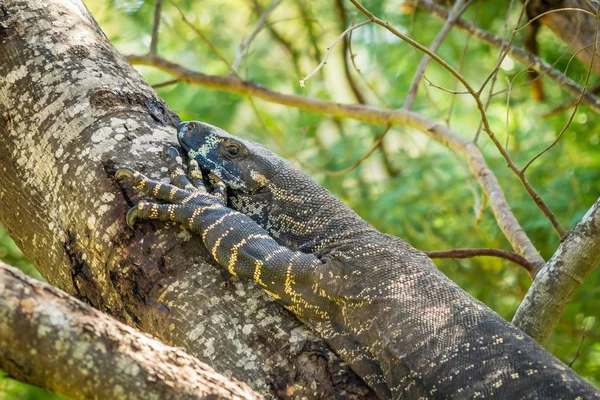 Lagarto Goanna Austrália Verão — Fotografia de Stock