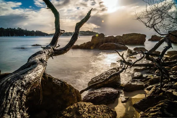 Mrtvé Dřevo Kamení Ranním Slunci Pláži — Stock fotografie