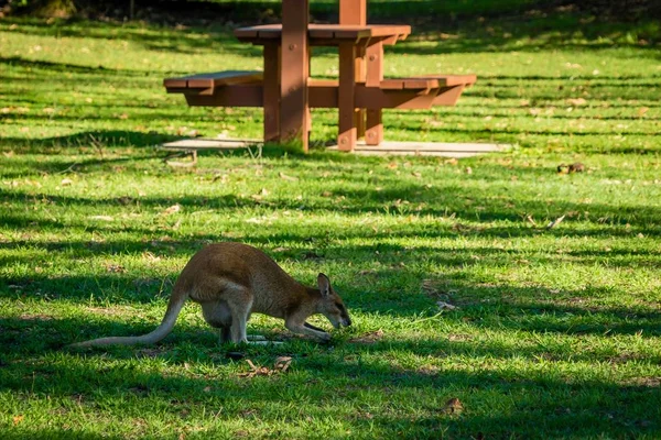 Wallaby Cape Hillsborough National Park Queensland Australia — Stock Photo, Image