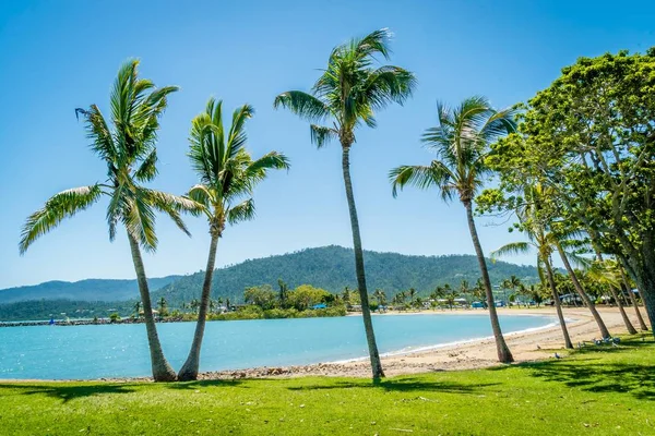 Airlie Palm Beach Drzew Kokosowych Australii — Zdjęcie stockowe