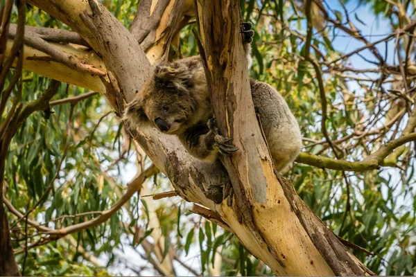 Koala Looking Tree Australia — Stock Photo, Image