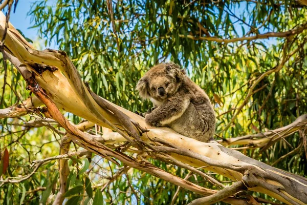 Koala Spoczywający Drzewie Victoria Australia — Zdjęcie stockowe