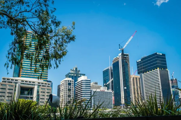 Australian Ibis Brisbane Skyline Background — Stock Photo, Image