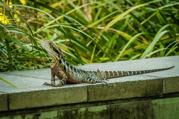 Australský Vodní Drak Intellagama Lesueurii Zdi Brisbane — Stock fotografie