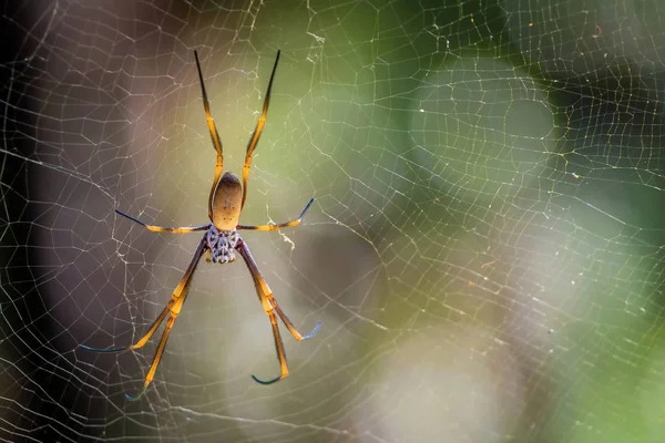 Золотий Orb Ткацтво Павук Nephila Plumipes Австралії — стокове фото