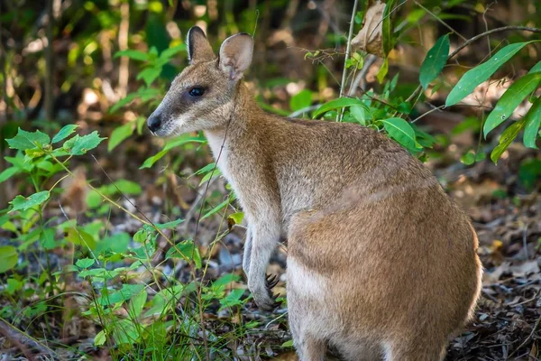 Primer Plano Wallaby Parque Nacional Cape Hillsborough Queensland — Foto de Stock