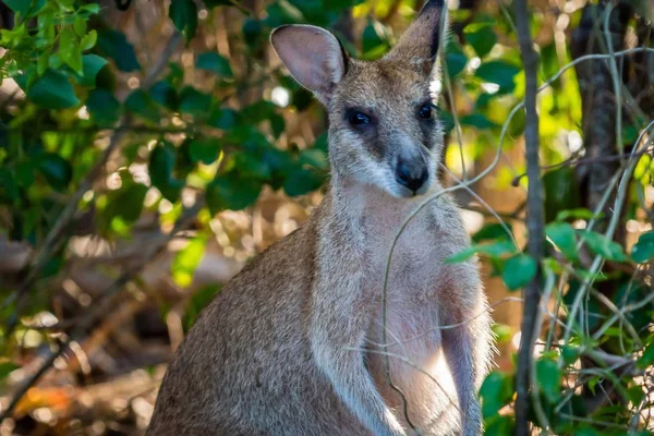 Wallaby Looking Camera Cape Hillsborough National Park Queensland Australia — Stock Photo, Image