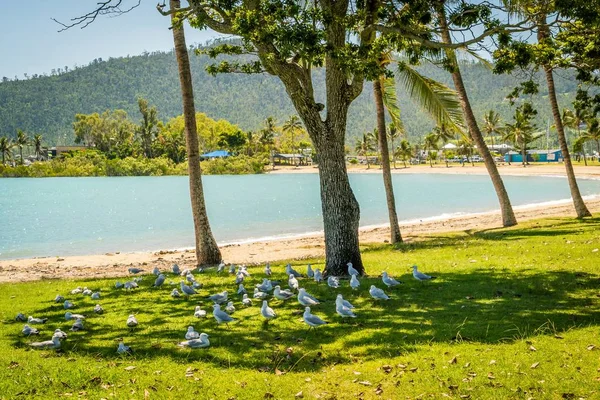 Meeuwen Genieten Van Schaduw Van Een Boom Australië — Stockfoto