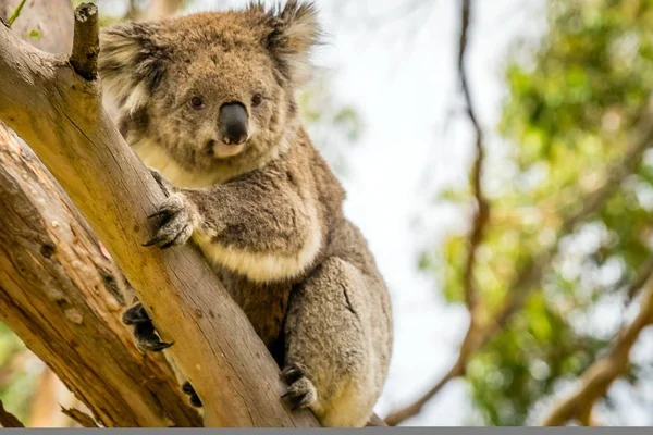 Ciekaw Koala Rozglądając Się Drzewo — Zdjęcie stockowe