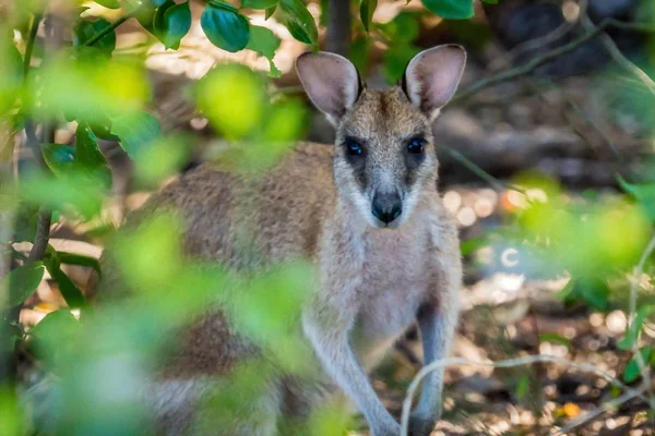 Wallaby Close Shot Forest Australia — Stock Photo, Image
