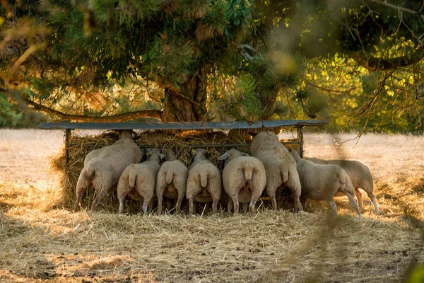 Кучка овец ест в Коссе, Франция — стоковое фото