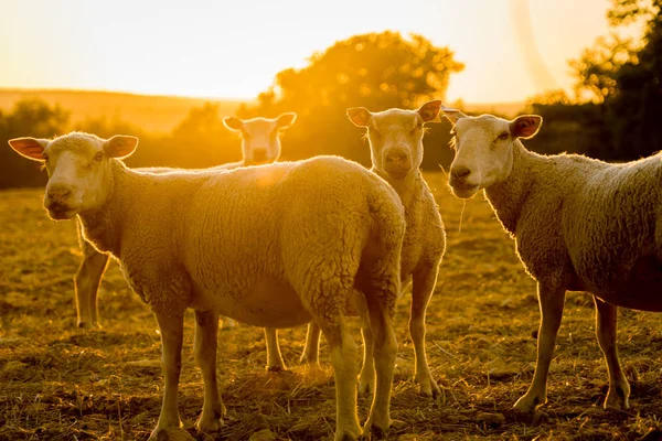 Schafe Nutztiere im Abendlicht in Frankreich — Stockfoto