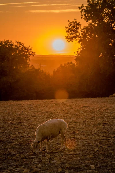 Schafe beim friedlichen Essen im Sonnenuntergang im Dordogne-Tal, Frankreich — Stockfoto