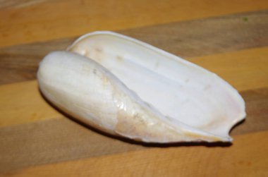 Harfli zeytin salyangozu (Americoliva sayana) kabuğu 