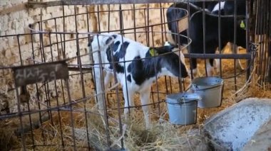 Süt çiftliğinde kulübesinde genç buzağı. Tarım sanayi, tarım ve hayvancılık. Süt çiftliğinde genç siyah beyaz buzağı. Yeni doğan bebek