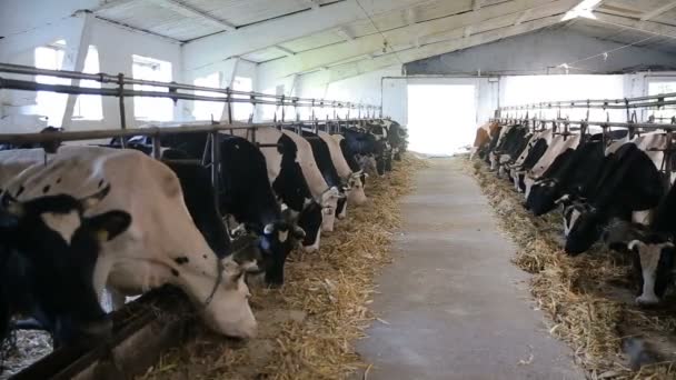 Granero moderno con vacas lecheras comiendo heno. Las vacas se alimentan en la granja lechera. Vacas en un establo. Alimentación de terneros en la granja. Industria agrícola. Explotación lechera — Vídeo de stock