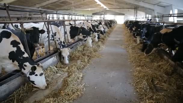 Cows eating hay in cowshed on dairy farm. modern cowshed — Stock Video