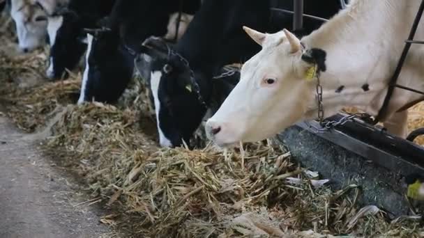 Κοντινό πλάνο για αγελάδες τρέφονται σε μεγάλο βουστάσιο σε ένα αγρόκτημα. Μήκος σε πόδηα. Αγελάδες βοοειδή σίτιση διαδικασία σε ένα αγρόκτημα γάλα — Αρχείο Βίντεο