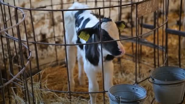 Χαριτωμένο μοσχάρι σε μια φάρμα. Κοντινό πλάνο μωρό αγελάδα σίτιση στη φάρμα. Σύγχρονη αγροικία. Μοσχάρια σε στάβλο. Γεωργία - Βιομηχανία. — Αρχείο Βίντεο