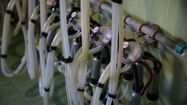 Transparent tank with black rubber tubes of a milking machine in a cowshed. — Stock Video