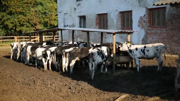 A borjak takarmányozási folyamata a vidéki gazdaságban. Tejgazdaságok takarmányozására szolgáló tehenek. Tehenek tejgazdaságban étkezési széna. Tehénistálló. — Stock videók