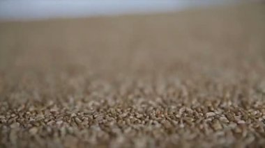 Buğday tahıl yakın çekim