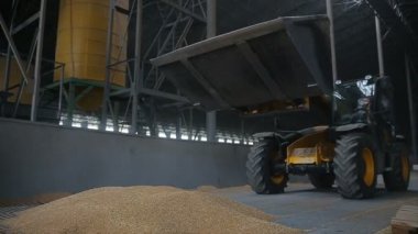 Tahıl traktörü boşaltılıyor. Buğday tanelerini değirmende tahıl traktöründen boşaltıyor. Kamyon boşaltıyor, tahıl ambarında. Büyük hasat. Buğday bir un değirmeninde bir kamyondan boşaltılır. Buğday unu değirmeni