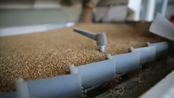 Descargando trigo, de cerca. Primer montón de cereales amarillos — Vídeo de stock