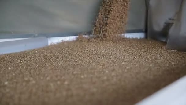 El trigo se descarga de un camión en un molino de harina. El trigo está esparciéndose. Descarga de grano de trigo. Fase de producción del molino de harina. Granero en la planta de molienda — Vídeos de Stock