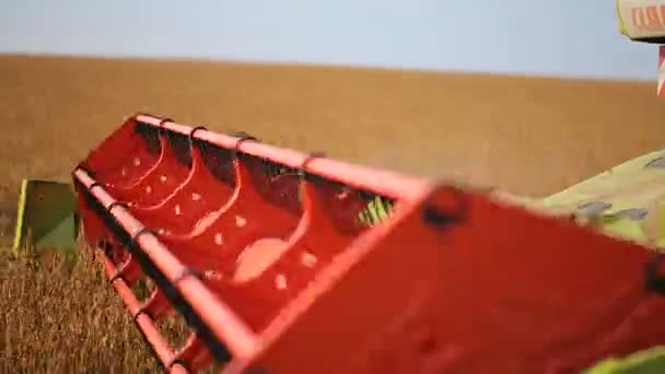 Thresher combina barras cortadoras de carrete cosechadoras que cortan la planta de soja. Vehículo de granja en campo de soja — Vídeos de Stock